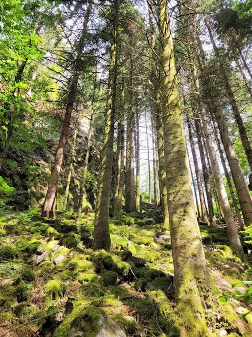Ferienwohnung Schwarzwaldblick Bad Rippoldsau-Schapbach Kültér fotó